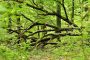 Hiesfelder Wald MMB2419