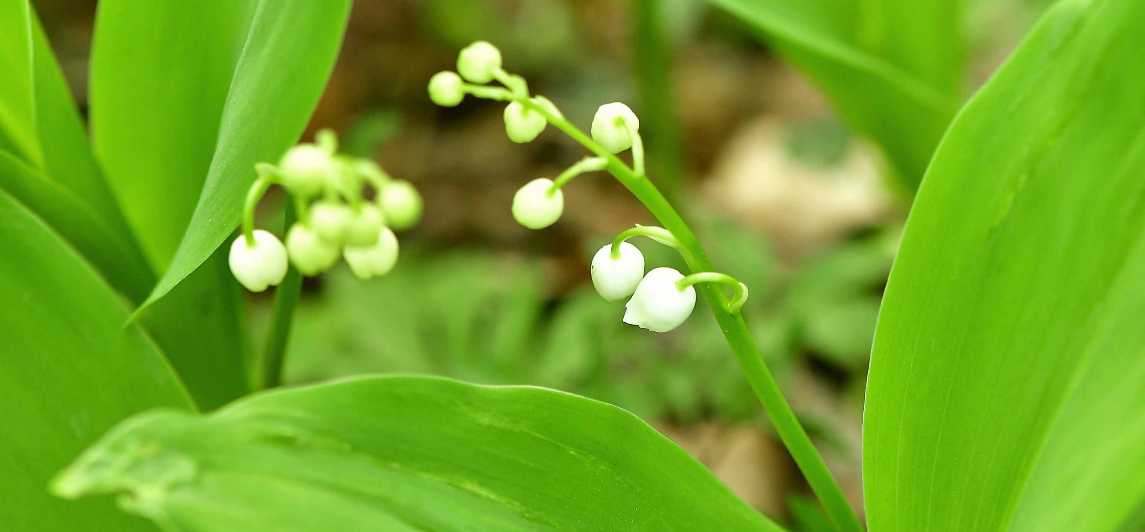 DAS MAIGLÖCKCHEN Naturschutz Ruhr