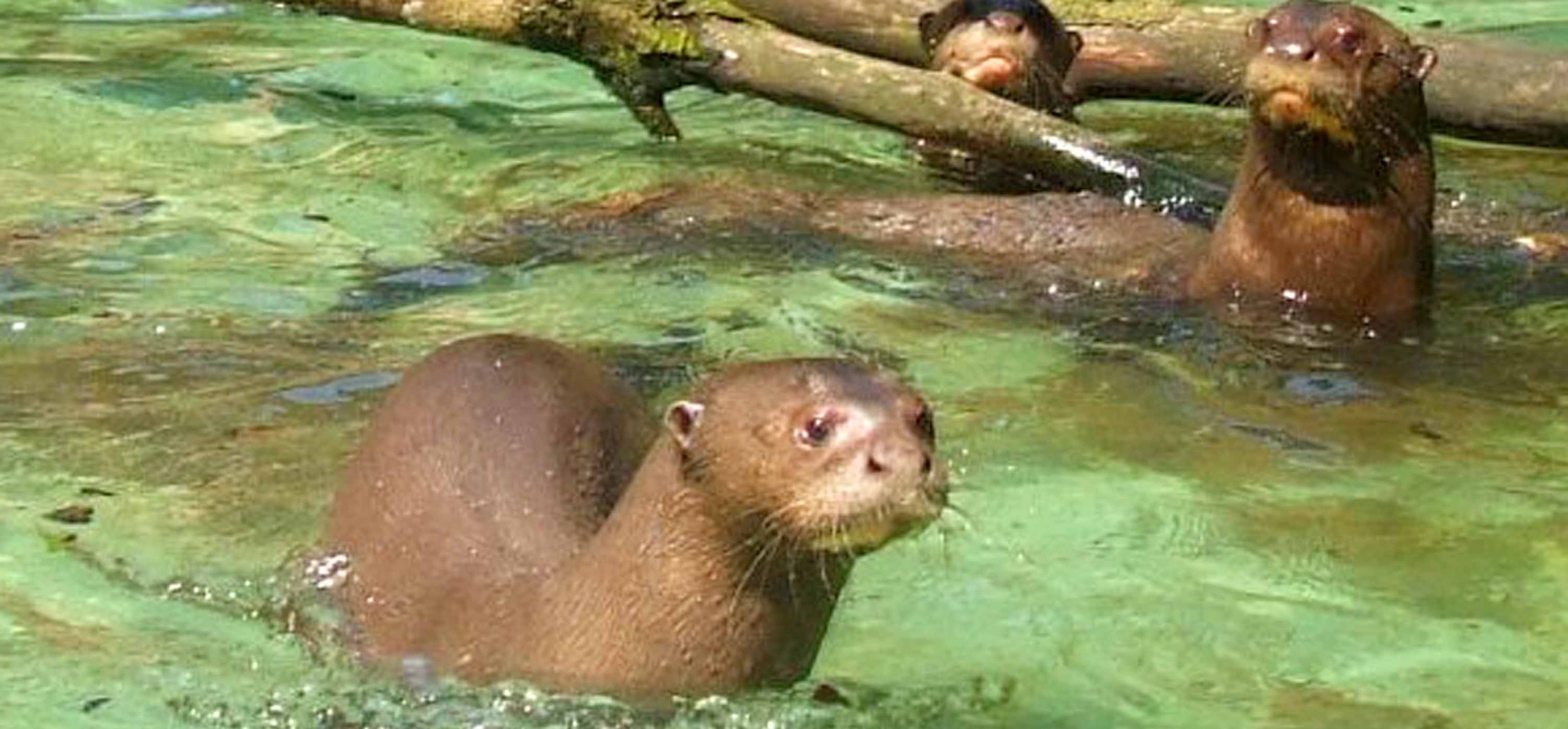 ZOO DORTMUND: Erster Otter-Tag im Zoo | Naturschutz Ruhr