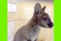 72 2019 Zoo Duisburg nimmt Känguru Skippy auf2