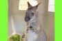 Skippy