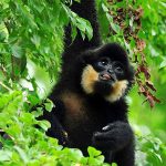Männlicher Gelbwangenschopfgibbon N. V. Truong
