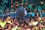 201027 Tierrettung Igel
