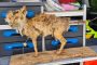 Fuchs