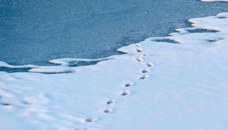 © MMB/Below   |   Spuren im Schnee