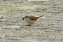 MMB 9877 unbekannter Vogel