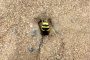 Grabwespe MMB0366 Bienenwolf