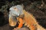 MMB 6997gruener Leguan