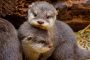 © Marcel Stawinoga / Zoo Dortmund | Esel-Nachwuchs mit Mutter ELLA