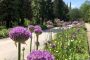 Zierlauchbluete im Botanische Garten Rombergpark copyright BGR
