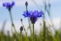 88080 pixabay
