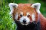 2021 07 01 Zoo vermisst kleinen Panda 001