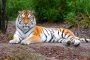 26 2021 Nachwuchs Tiger Bild 2 Mutter Dasha Zoo Duisburg M Appel 1