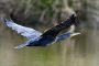 Kormoran MMB8566