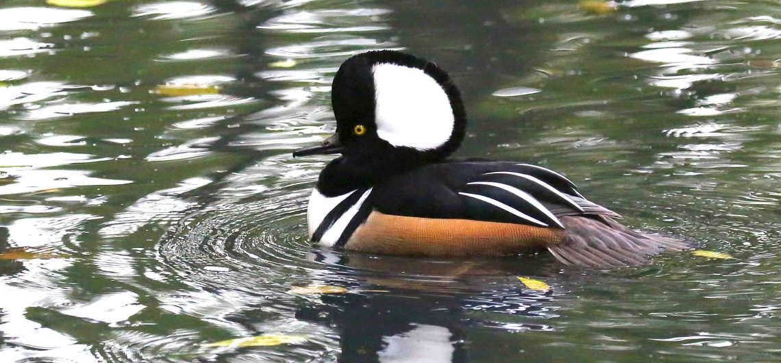 SYSTEMATIK der Gänse, Enten, Schwäne und Säger Naturschutz Ruhr