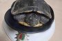 Schildkroete1