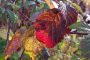 01 herbst