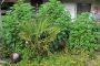 Cannabispflanzen