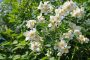 Falscher Jasmin