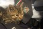 Katze2