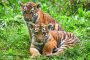 Tigernachwuchs mit Namen Kasimir unten Malinka oben