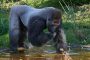 ZooKR Silberruecken Gorilla Kidogo 20211009Vera Gorissen