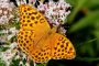 schmetterling des jahres 2022 kaisermantel