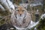 02 2022 Besondere Fuehrungsangebote Luchs