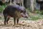 Visayas Pustelschwein im TP Hellabrunn Maria Fencik