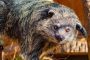 Binturong 050420