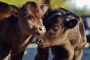 Doppelpack im Streichelzoo Dahomey Zwergrinder Bild 1
