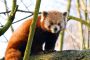 4 Grosse Plaene fuer Kleine Pandas
