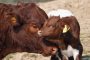 Jochberger Hummel Kalb3