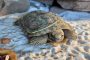 Spaltenschildkroete im Tiergarten Kleve1