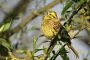 goldammer 2015 05 07 001 lzn