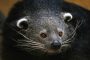 18 2022 Binturongs neue Anlage 2