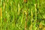 Natternzunge MMB 9180