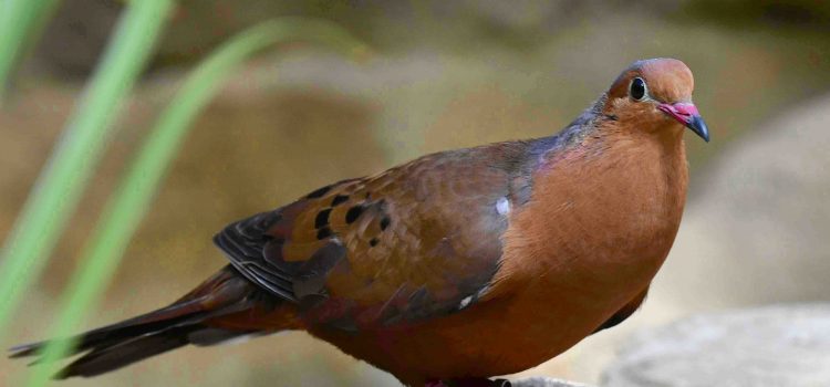 DIE SOCORROTAUBE Naturschutz Ruhr