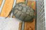 Schildkroete1
