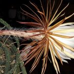 monstera teuer XXL Monstera mit Stab bestellen  Green Me Up