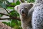 32V 2022 Entwicklung Koala Bild 2