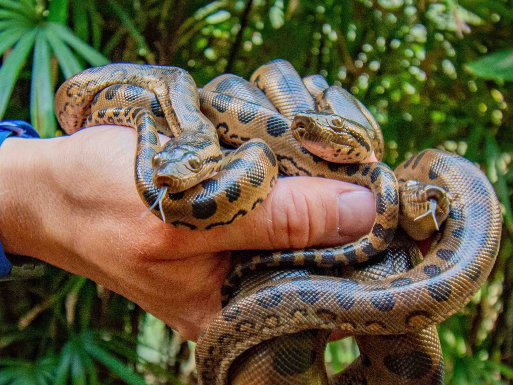 ZOO DORTMUND: Erstmals neun Große Anakondas geboren - [ NATURSCHUTZruhr ]