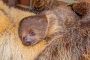 Faultier Jungtier Tamandua Haus Zoo Dortmund2