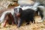 Stinktiernachwuchs im Tiergarten Kleve 7