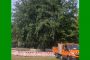 Buche Probstheidastrasse Gruenflaechenamt
