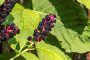 Kermesbeere DeWittSee310822 24 3