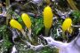 DGfM Pilz des Jahres 2023 Sumpf Haubenpilz Matthias Theiss