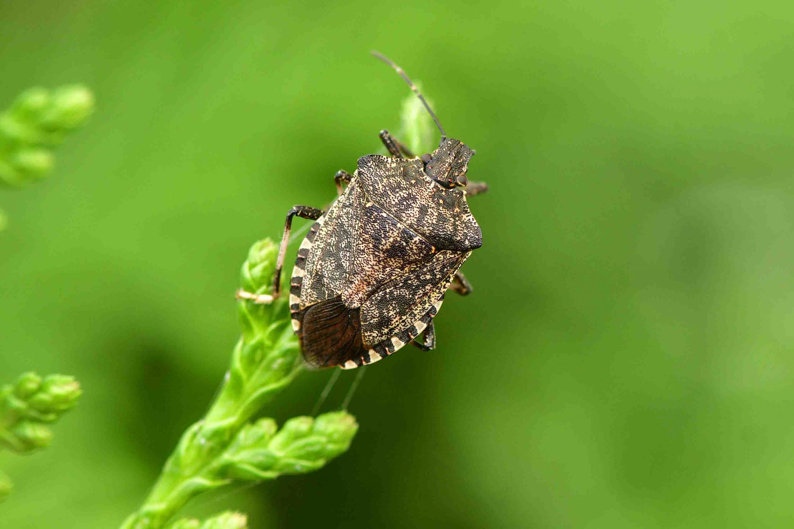 DER POSTILLON [ NATURSCHUTZruhr ]