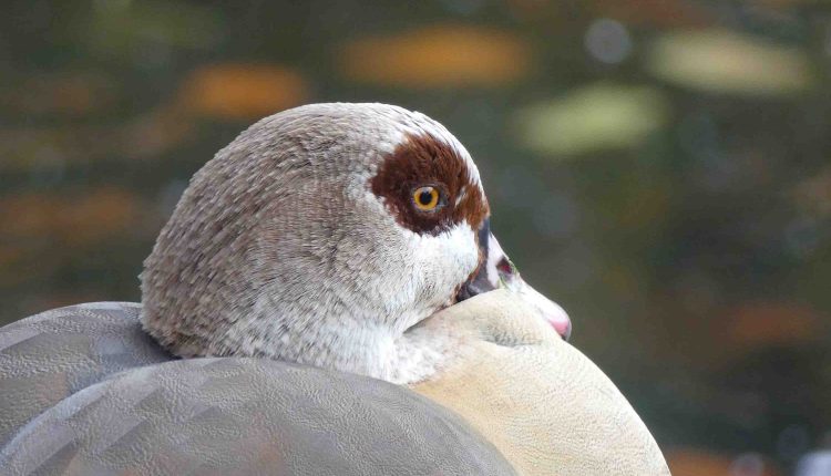 © Edith Gärtner  |  Nilgans im Stadtgarten Wattenscheid