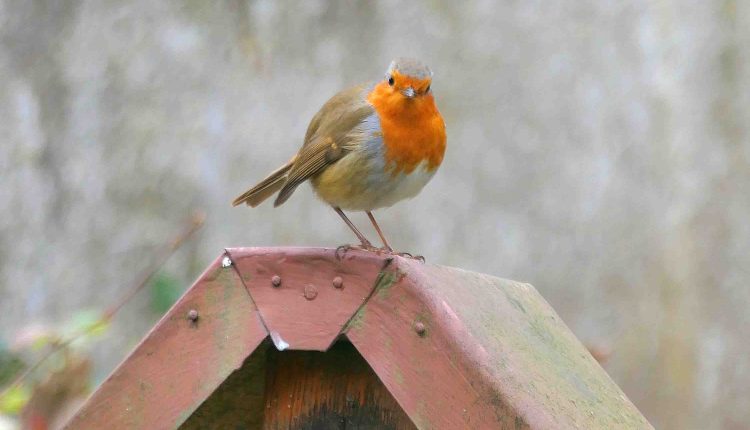 © Edith Gärtner  |  Rotkehlchen auf einem Schild